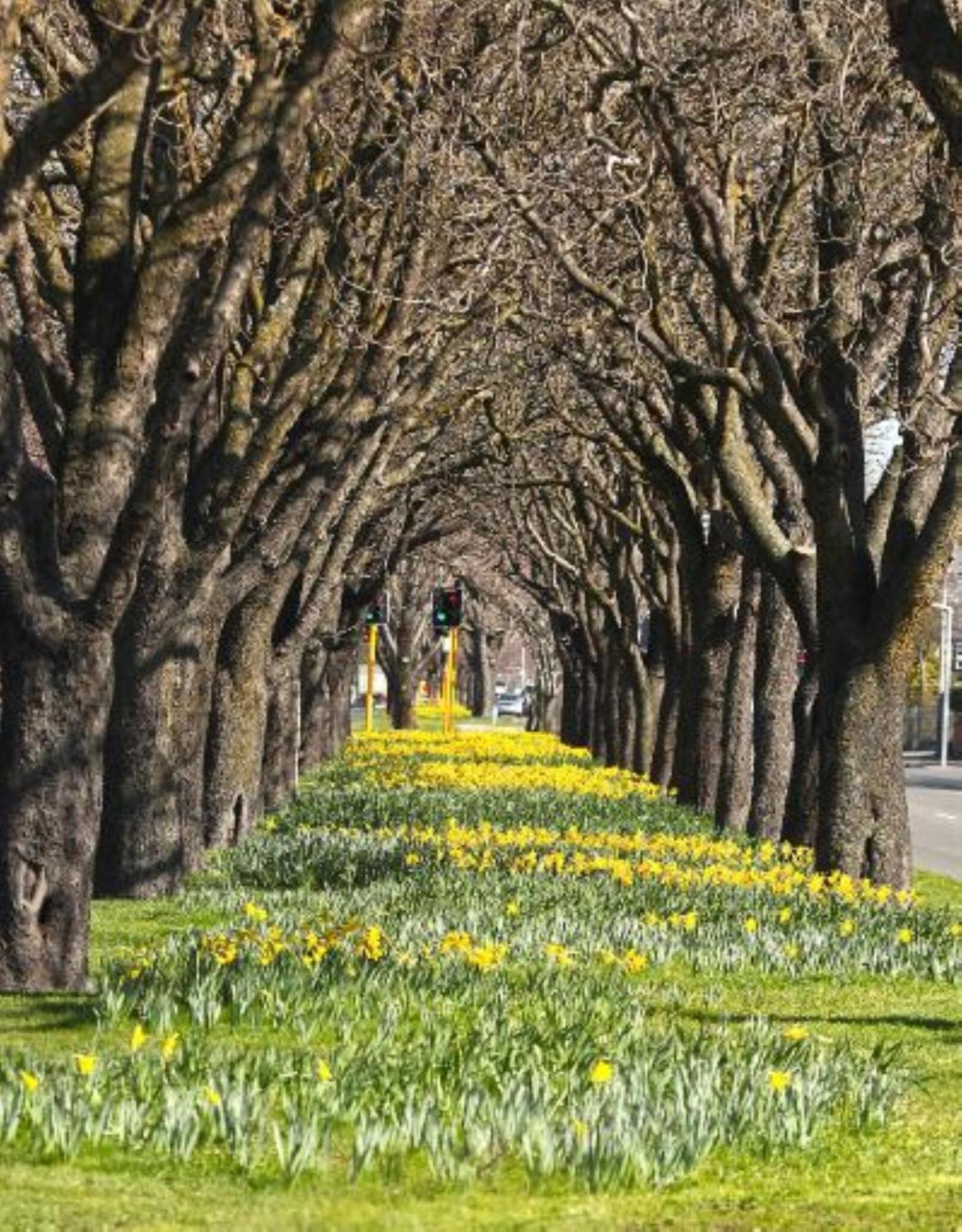 Inner City Delight Walk To Cathedral Square Christchurch Exteriör bild